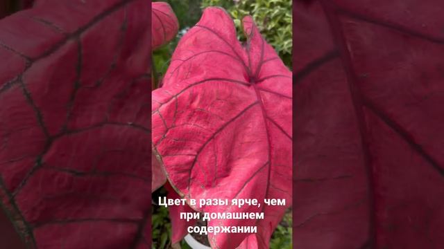 Caladium outdoor/ каладиум на даче