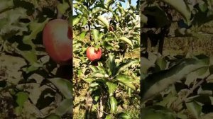 саженцы яблони Ред Джонапринц