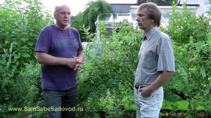 Как выращивать голубику высокорослую