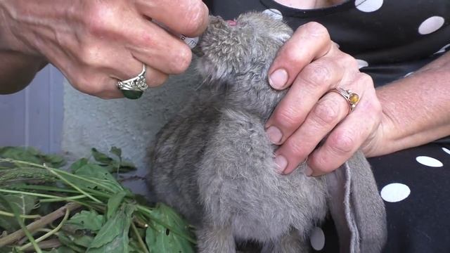 ЛЕЧЕНИЕ КРОЛИКОВ / ЭФФЕКТИВНОЕ ЛЕЧЕНИЕ ОТ БОЛЕЗНЕЙ /РАЗВЕДЕНИЕ КРОЛИКОВ смотреть онлайн