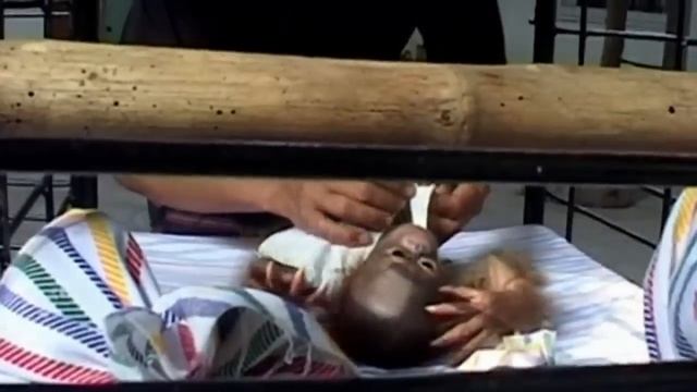 RARE NEWBORN ORANGUTAN: Treated like a baby in Indonesia zoo смотреть онлайн