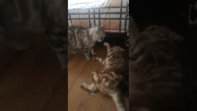 Что делать? Как примирить котов? смотреть онлайн