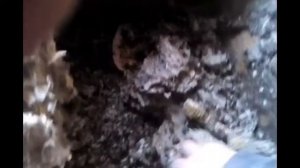 Осиное гнездо