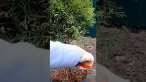 Стрижка туи Смарагт