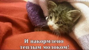 Чудесное спасение котенка!