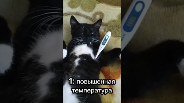 Как понять что котик заболел ? #cat #catsfacts