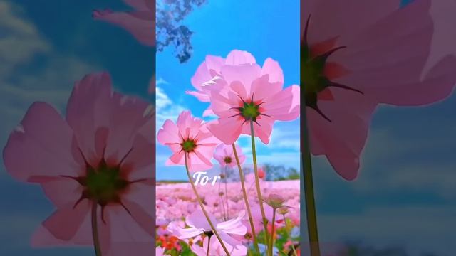 Transforming Tomorrow: The Gift of Today's Opportunity смотреть онлайн