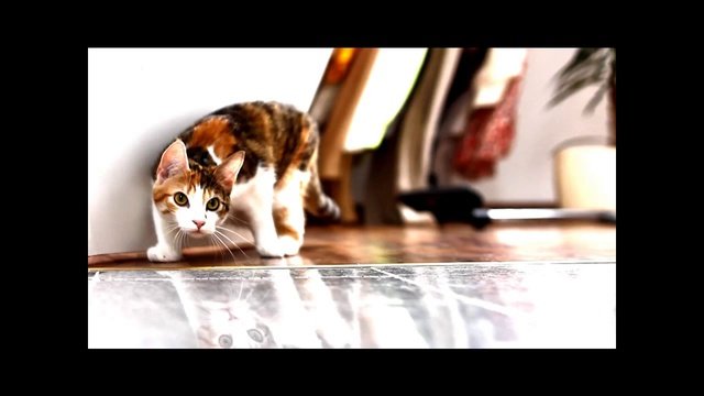 Котодрама