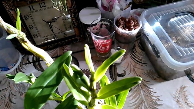 мой дендробиум Нобиле какие у него росты с использованием циона и без него. смотреть онлайн