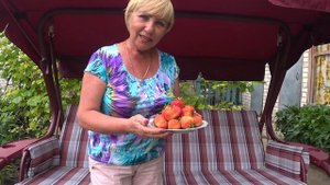 Полюбуйтесь на клубнику "Гигантеллу"!