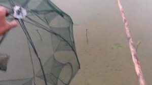 Раколовки на болоте в конце мая.  Карась продолжает нереститься.