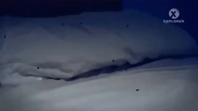 Как обнаружить гнездо клопов в квартире? Как от них избавиться? смотреть онлайн