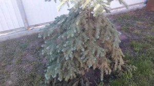 Пересадка взрослой ели хороший результат