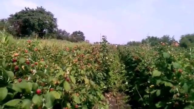 Ремонтантный сорт малины "Полана"