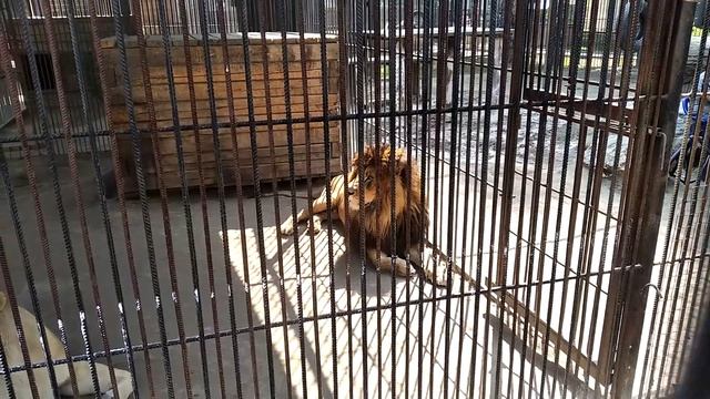 Лев Алтай и львица Ая Барнаульский Зоопарк август 2022 смотреть онлайн