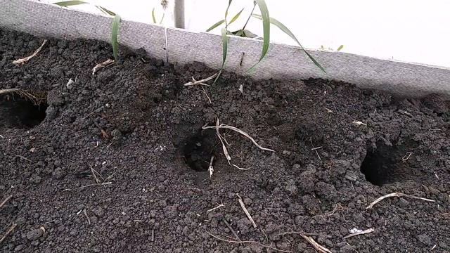 УЛУЧШАЮ ПЛОДОРОДИЕ ПОЧВЫ. ДИАТОМИТ САДОВЫЙ. САЖАЮ ОГУРЦЫ