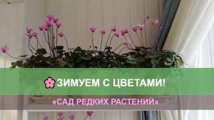 Альпийская фиалка, зимовка при естественном освещении