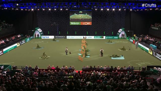 Cuteness Overload!!!! 🐶 Gundog Display | Crufts 2024 смотреть онлайн