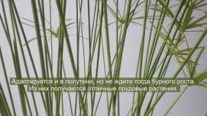 Циперус зонтичный (Cyperus alternifolius) - растение, которое не боится перелива!