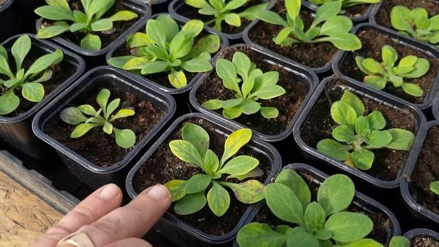 100% петуния хлорозит у всех. Дефицит железа или азотное голодание петунии и других цветов.