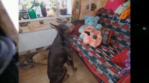 О разном : зимовка добермана в будке, снег, кролики, и т.д.