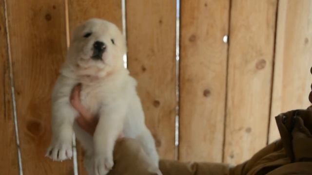 Бася , 1 месяц, питомник Гарджи Хан смотреть онлайн