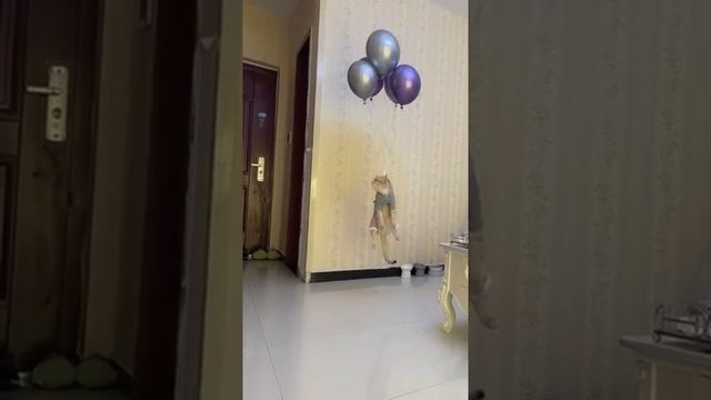 приколы-2022приколы-с-котамиприколы-с-жи_28.mp4