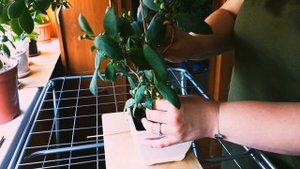 Комнатные растения. Как выпрямить фикус. Фикус диверсифолия. #обзор#комнатныерастения
