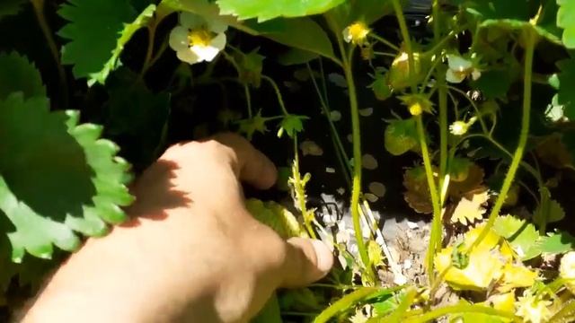 Первое плодоношение клубники Азия, альба, дукат 2020 смотреть онлайн