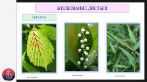 Биология, 7-й класс, Разнообразие листьев в природе