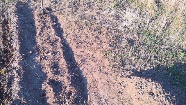 Посадка малины от начала до подвязки. Плюс делаем почву рыхлой смотреть онлайн