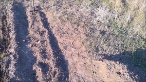 Посадка малины от начала до подвязки. Плюс делаем почву рыхлой