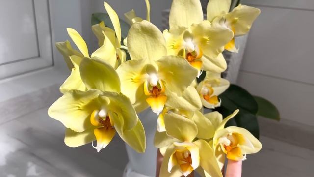 ЦВЕТЕНИЕ моих ОРХИДЕЙ часть 5❗️расположение смотреть онлайн