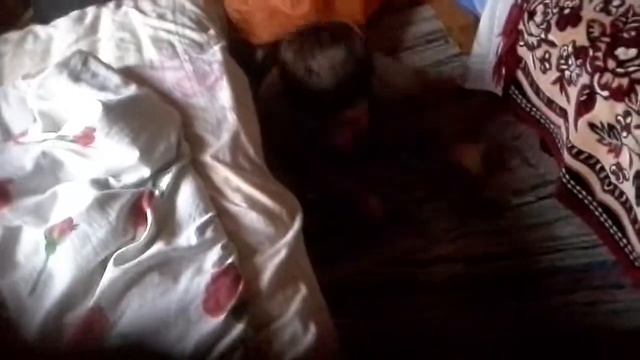 Папирус Гастерович БЕСЕТСЯм.-живая палатка смотреть онлайн