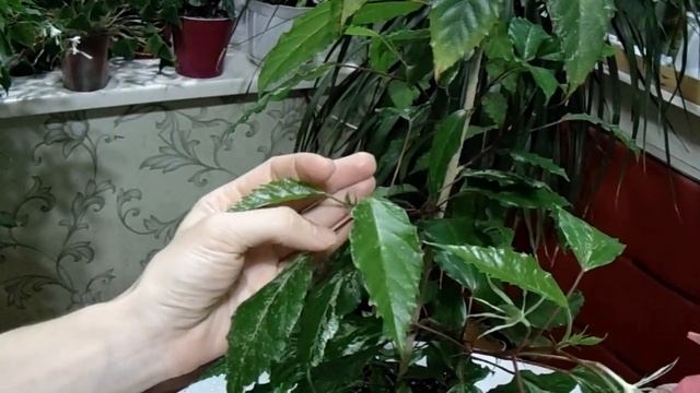 Обрезка гибискуса. Обрезка китайской розы.