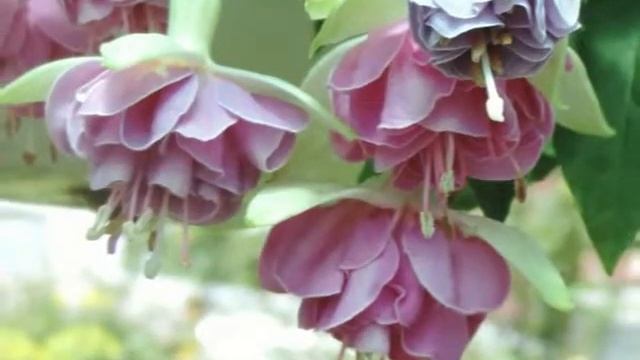 BeautyFlora. Фуксии в цвету летом 2014г. Часть 2 смотреть онлайн