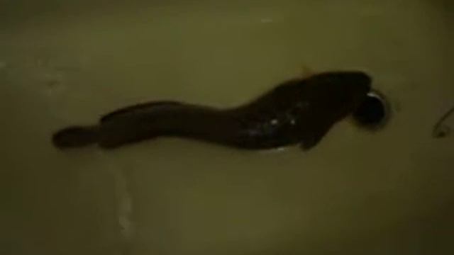 Налим в ванной,ИРТЫШ Омск смотреть онлайн