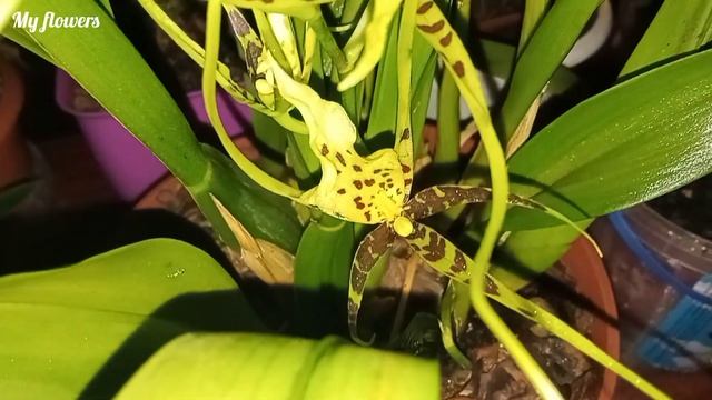 Брассия -орхидея паук.Уход в домашних условиях.Как стимулировать цветение. смотреть онлайн