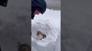 CATS AND WINTER'S SNOW