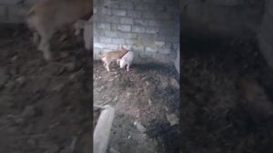 Делаем пол для свиней из того что есть )