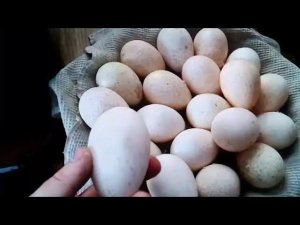 Как собрать яйца в инкубатор или под наседку//Куры не несутся и расклёвывают яйца?