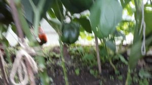 #дача #теплица #сладкийперец /  Советы по  выращиванию сладких перцев  в теплице