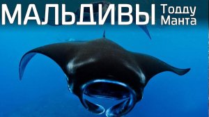 Мальдивы, снорклинг с мантами, о.Тодду, дельфины, сезон март 2019