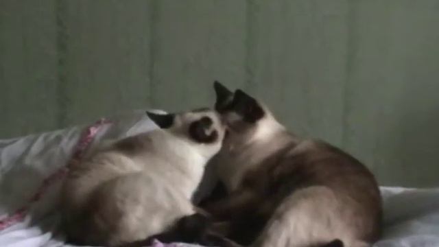 романтика.mpg смотреть онлайн