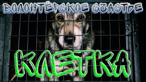 Как НЕ надо спасать собак / Волонтерское счастье / Кинология / Зоопсихология