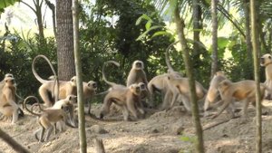 Monkey Fight II Langur Monkey Fight and Sounds