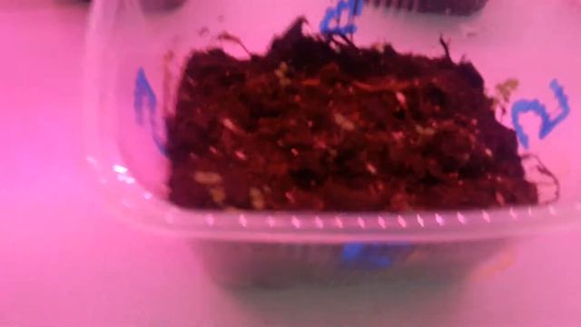 Всходы земляники,импатиенса,бакопы,калибрахоа,петиньи,колеуса. Обзор. смотреть онлайн