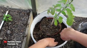 В 10 РАЗ БОЛЬШЕ ПОМИДОР С КУСТА ПРИ ТАКОМ ВЫРАЩИВАНИИ