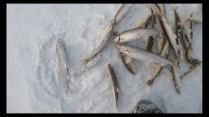 Сахалинская рыбалка на зубаря 21.01.2021