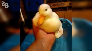 ЛУЧШИЕ ПРИКОЛЫ #37 МИЛЫЕ И ОПАСНЫЕ УТКИ